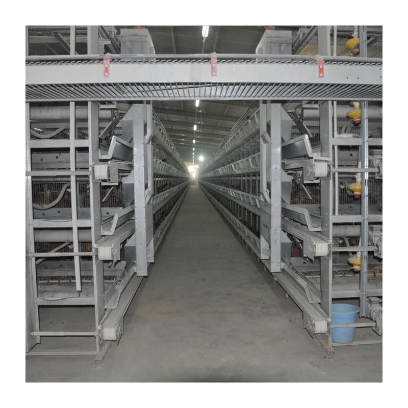 H Type Layer Cage Chicken Raising Equipment with Full Automatic Equipments