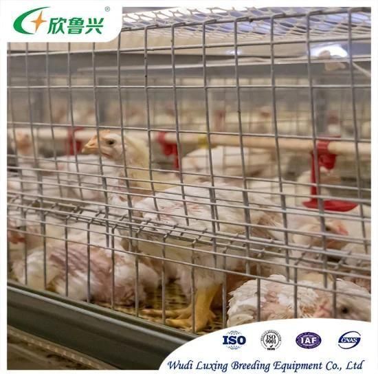H Type Broiler Chicken Cage Automatic Battery Farming Cage System for Large Scale Poultry ...