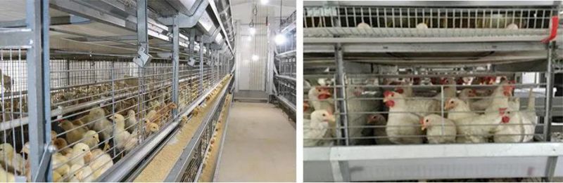 Cost-Efficient Nipple Drinker Poultry Farm Equipment