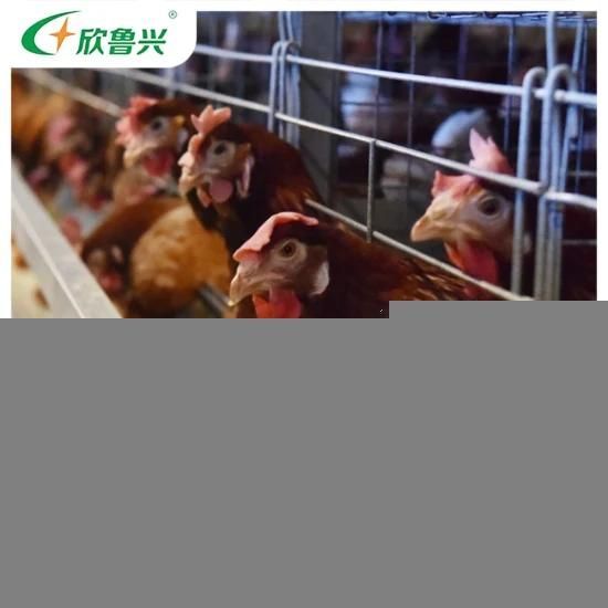 Batteries Top Level Pullet / Chick / Youth Chicken Automatic Broiler Battery Cage for ...