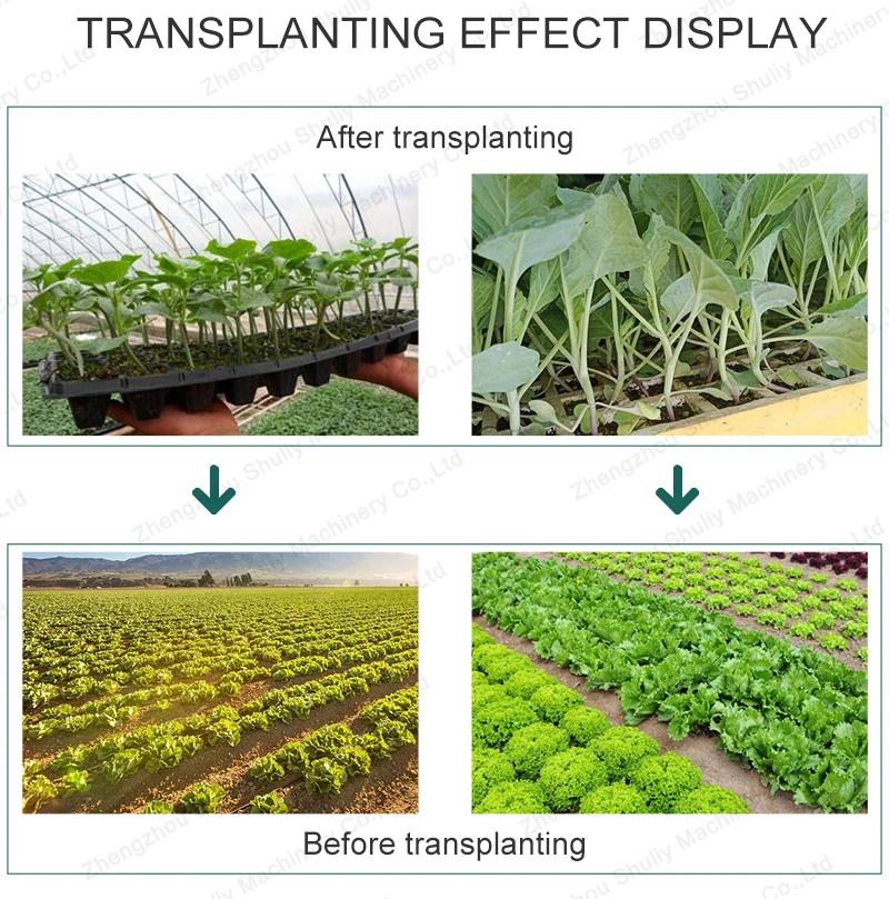 Time Saving and Labor Saving Lettuce Seed Transplanters Tobacco Transplanter