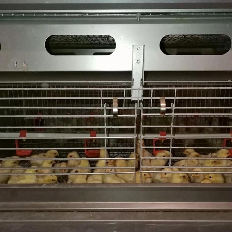 Complete Fully Automatic Pullet Raising Equipment for Baby Layer Chicken