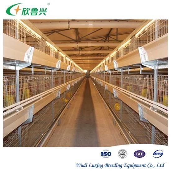 Broiler Equipment New Design High Tech Automatic Poultry Farming Broiler Chicken Cages