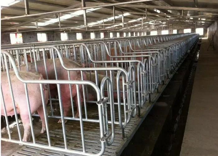 Wholesale Hot Galvanized Sow Stall Pig Gestation Crates for Sale