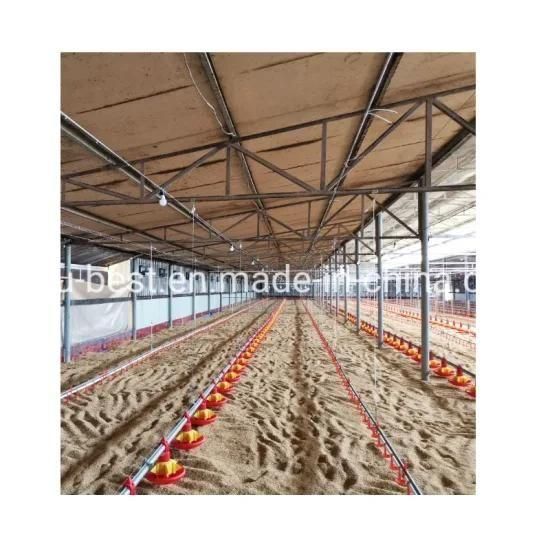 Steel Structure Agriculture Poultry Farm Chicken Feeder and Drinker