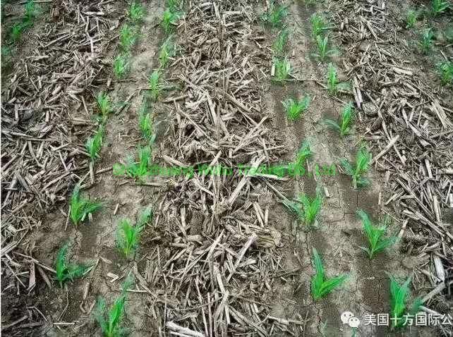 China Brand Strong Type No-Tillage Corn, Soybean, Sunflower Precise Planter with Fertilizer & Seeds Manure