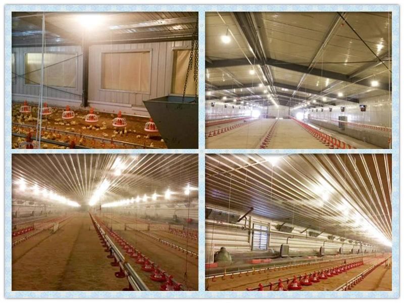 Automatic Broiler Cage Equipment From Hapy China