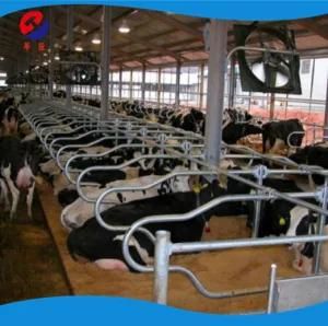 Galvanized Cow Cattle Free Stall to America