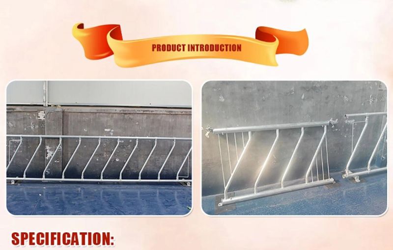 Hot-DIP Galvanizing Is Used for Comfortable Dairy Stalls Diagonal Cow Stalls for Dairy Farm Equipment