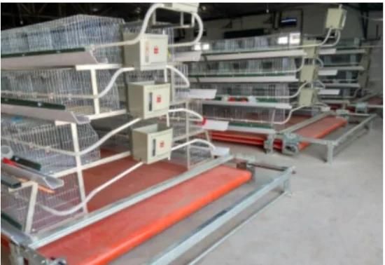 Poultry Galvanizing Raising Ladder-Type Chicken Cage for Farm