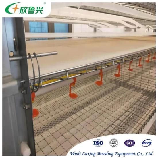 Competitive Price Poultry Equipment Suppliers Fully Automatic Broiler Feeding System