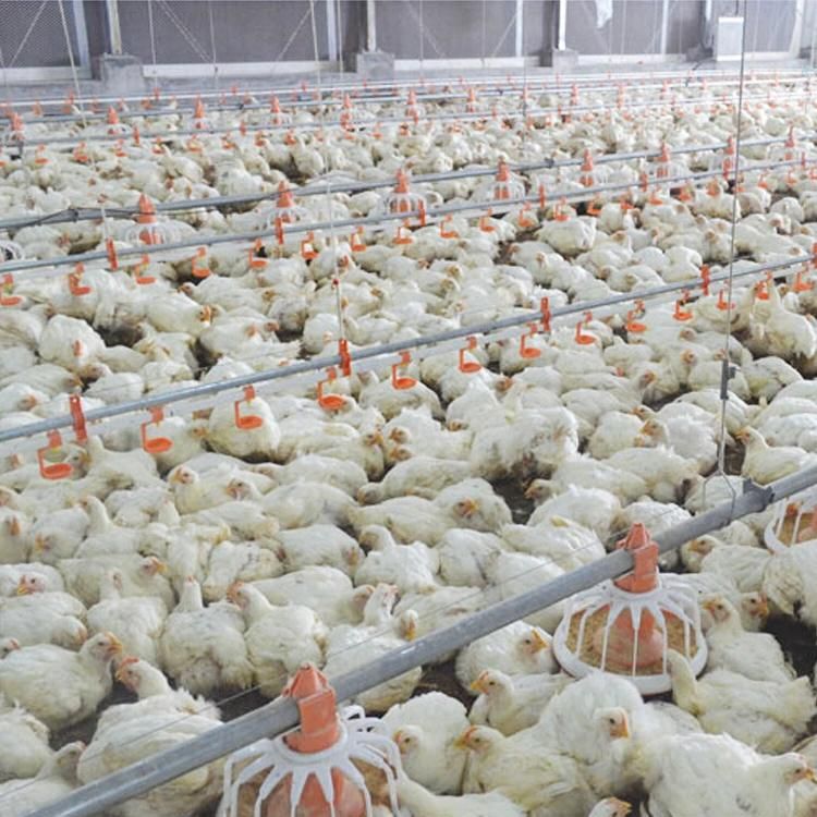 Low Cost Steel Structure Design Poultry Farm Shed for Broiler Chicken