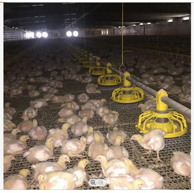 Automatic Poultry Farm Chicken Broiler Feeding System