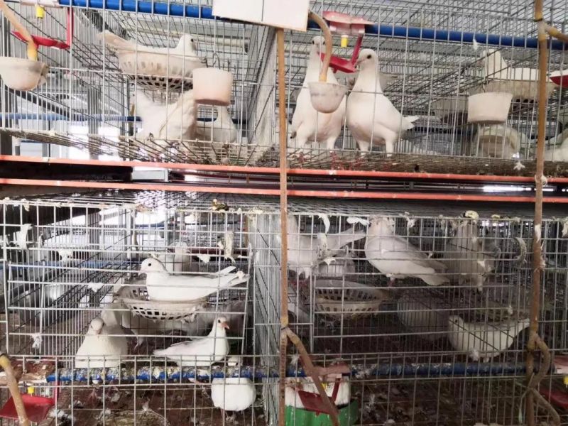 High-End Quality Pigeon Equipment and Pigeon Houses