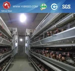 Breeding Equipment Battery Layer Chicken Poultry Cage
