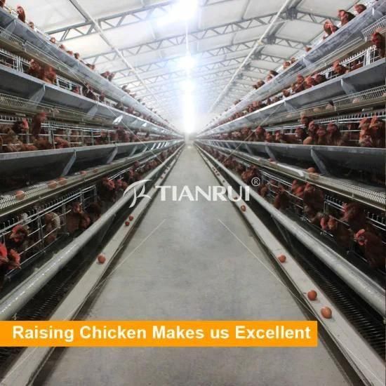 High Quality Chicken Egg Poultry Farm Equipment Price