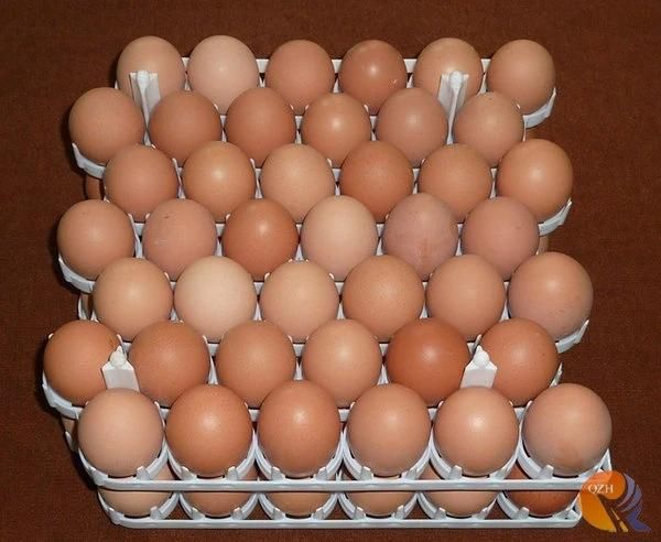 Cheapest 42 Holes Incubator Egg Trays