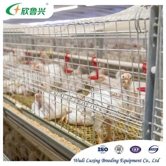 Luxing Poultry Equipment for Broilers and Breeders