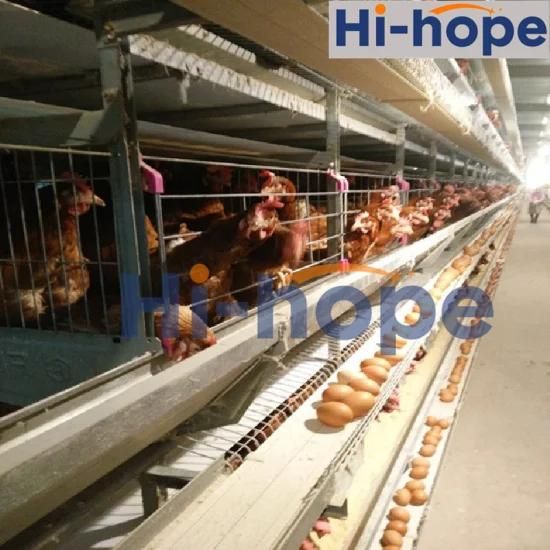 Good Design Poultry Shed Automatic Battery Layer Farm Chicken Cage for Sale
