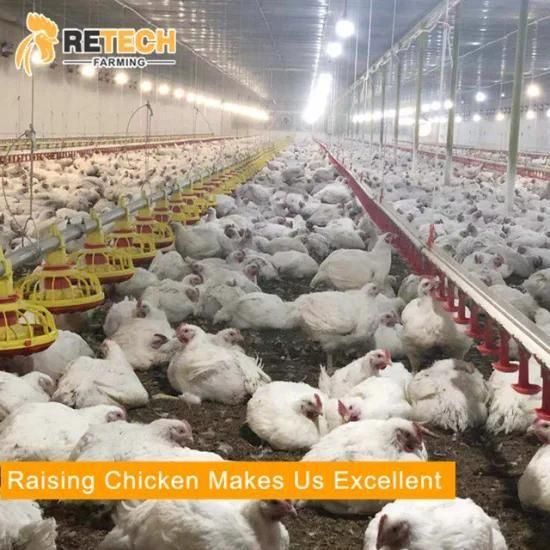 Retech Design Livestock Chicken Floor Raising Poultry Farm Equipment with Pan Feeding ...