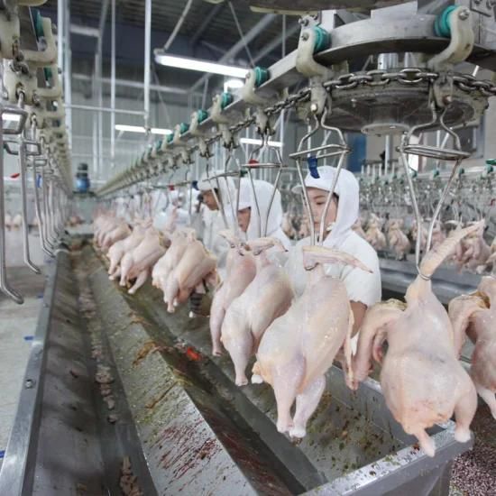 Qingdao Raniche Broiler Chicken Slaughter in India Machine