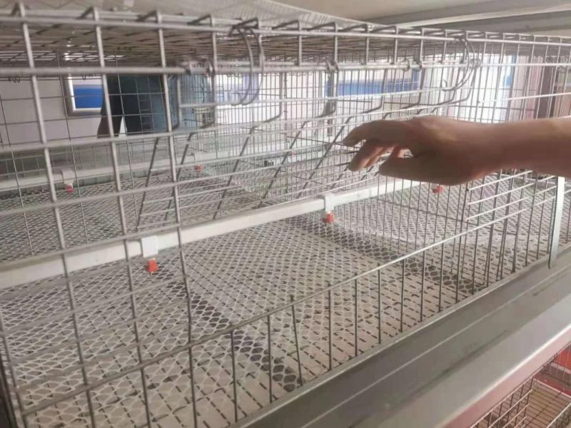 Algerie Using Cage for Chicken Farm