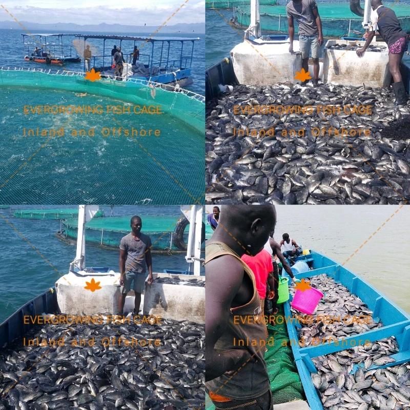 HDPE Circular Sea Floating Fish Farming Aquaculture Cage