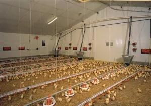 Automatic Chicken Feeder Suppliers