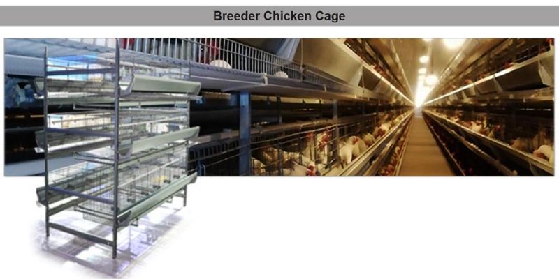 Automatic Livestock Machinery H Type Laying Hens Cages for Egg Collection