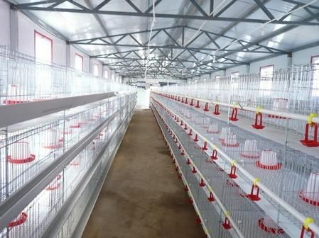 Poultry Vertical Young and Adult Cage in Farm