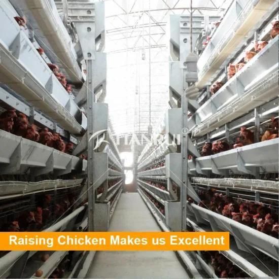 Battery Design Automatic Poultry Farm Equipment For Layer