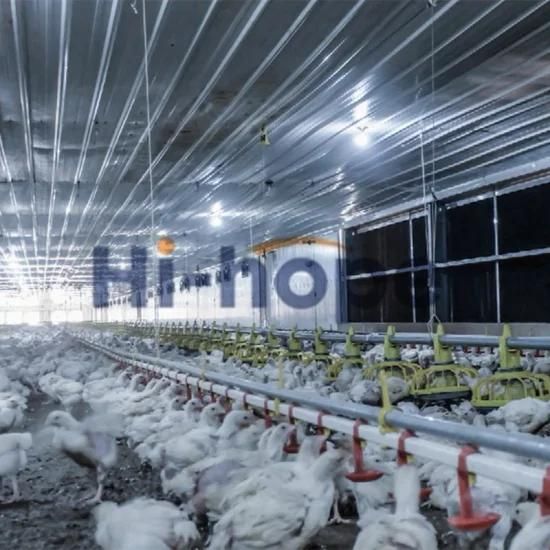 China Factory Price Poultry Broiler Feeder and Drinker Equipment for Sale with House