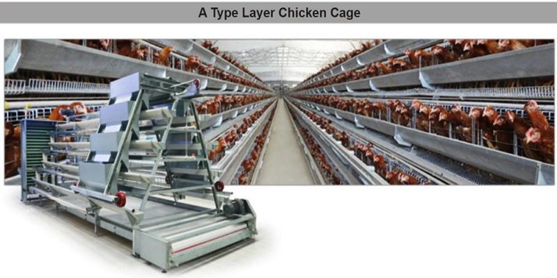 Chicken Raising Equipment Semi Automatic Laying Hens Cage System for Poultry Farm