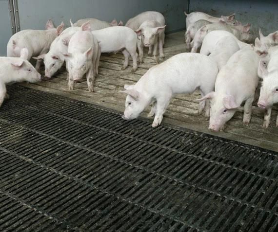Pig Using Slating Feeding Pig Plastic Slat Floor