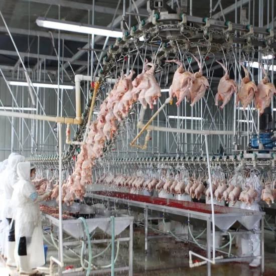 Raniche 1000 Bph Poultry Slaughterhouse / Broiler Farm Machinery / Chicken Abattoir ...
