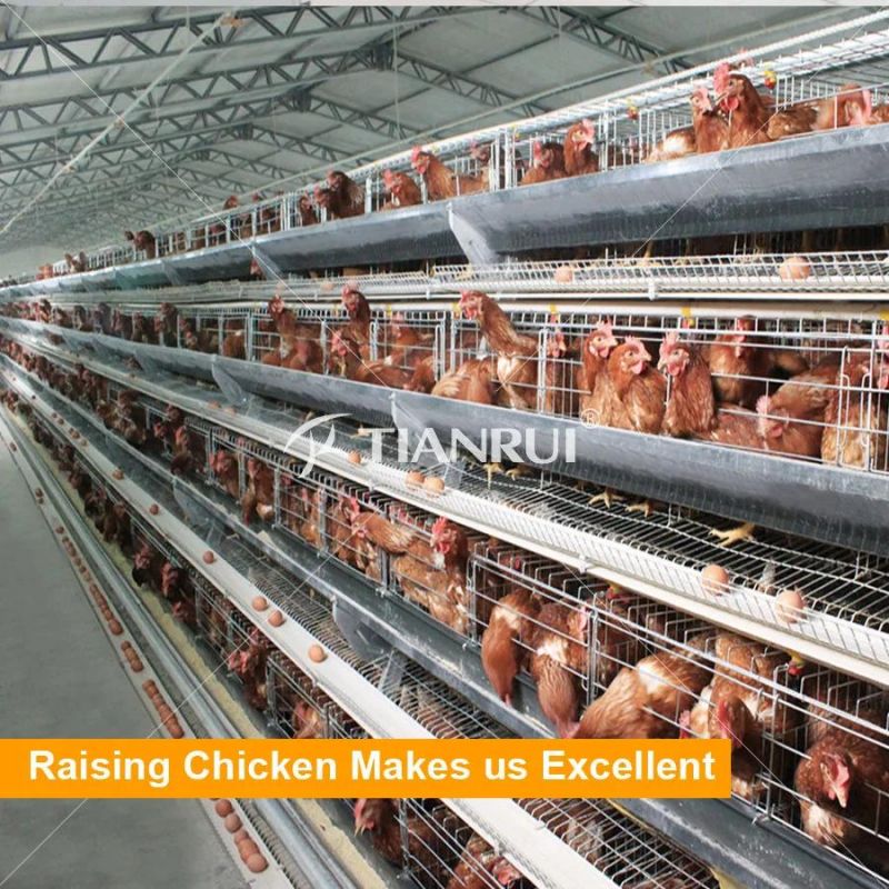 A Type Multi-Tier Automatic Layer Cages For Sale
