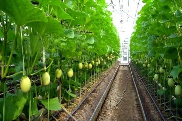 China Plastic Watering Drip Irrigation Tapes for Vegetables