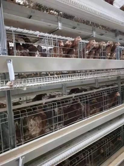 a Frame Layer Chicken Battery Cage for Poultry Farm