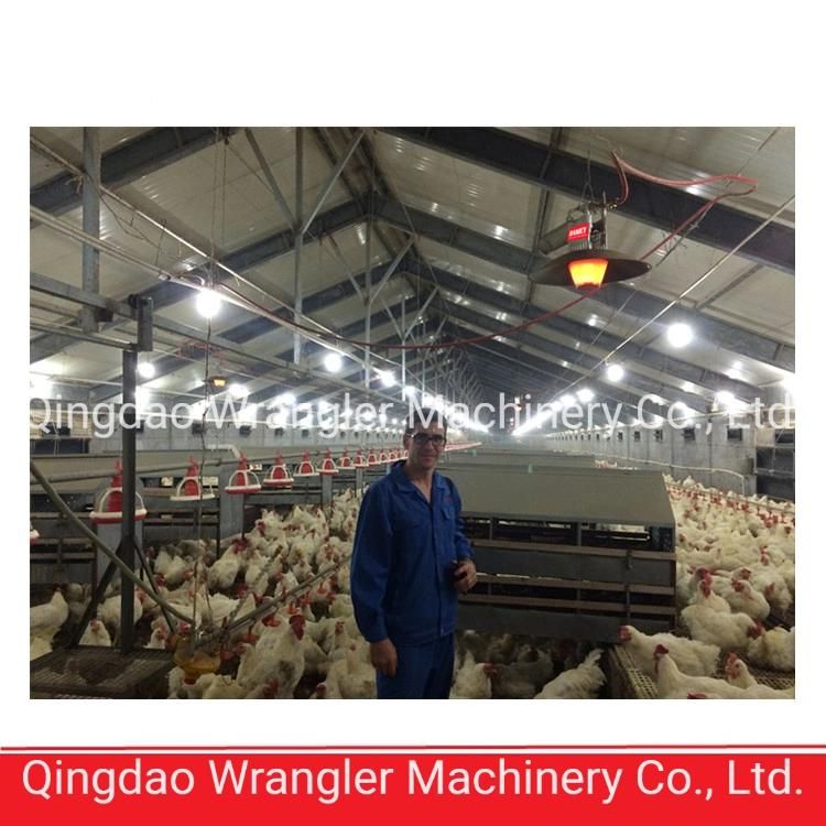Model Farm Automatic Poultry Farming Equipment for South America Market