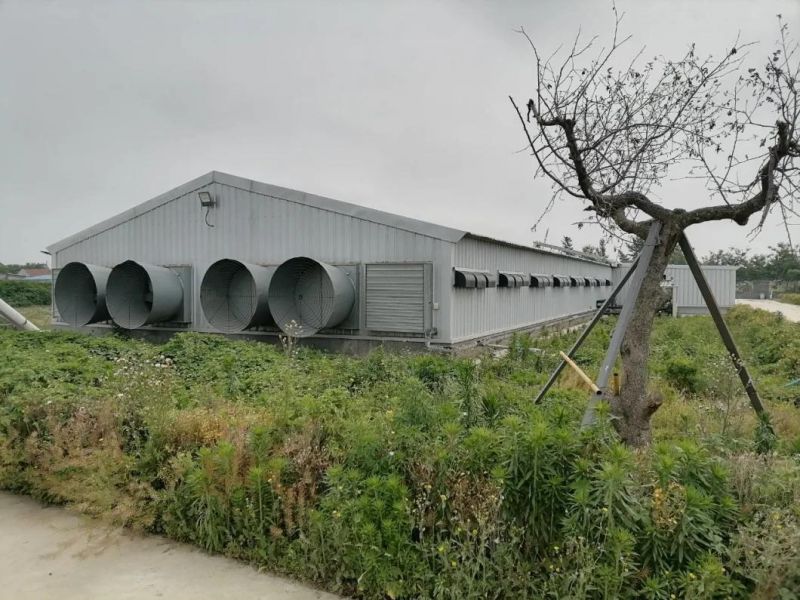 Bch001-Steel Structure Poultry House Integrated Auto- Breeding Equipment Farm, Saving Two Container Ocean Freight
