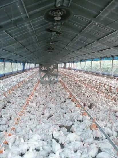 Poultry Drink Cup/Steel Construction Different Types of Poultry House