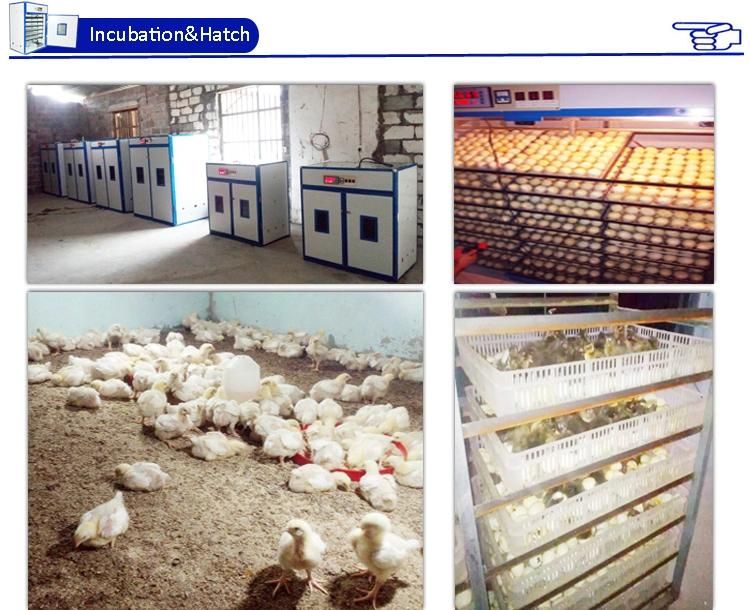 Livestock Farming 528 Eggs Capacity Chicken Incubator Hatcher for Hatching