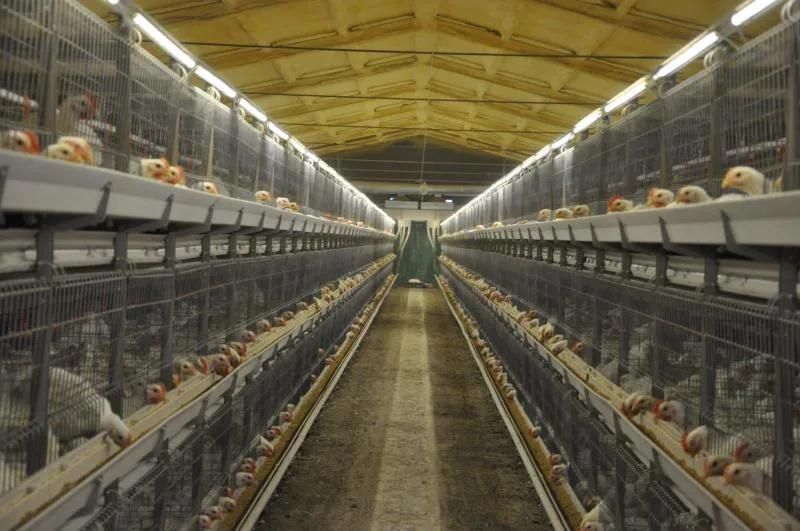 50000 Chickens High Quality H Type Automatic Battery Layer Cages