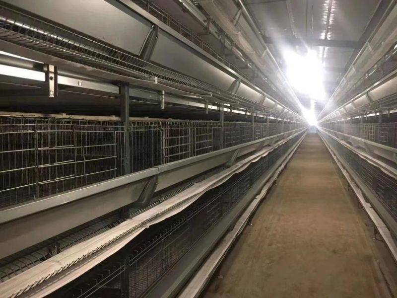Cage H Type Layer High Quanlity Hens Cages Poultry Farm
