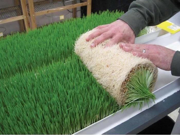 Indoor Hydroponics Barley Grass Growing System PVC Fodder Tray System