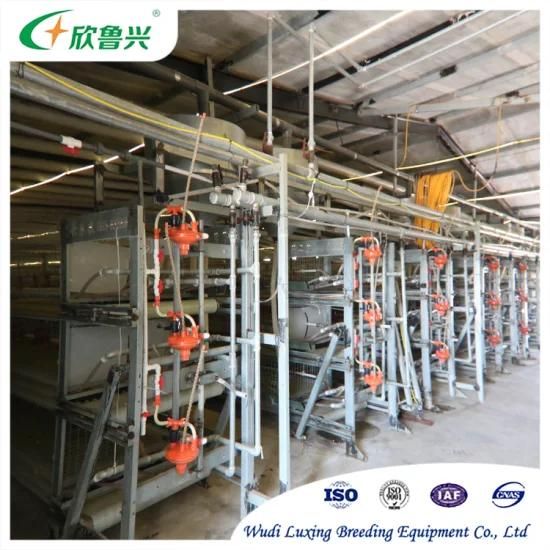 High Quality Poultry Farm H Type Cages Battery Rooster Cage for Battery Farming