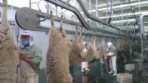Goat Slaughterhouse Equipment for Goat Abattoir Butcher Machinery