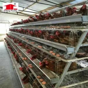 Automatic Chicken Egg Poultry Farm Equipment for Sale