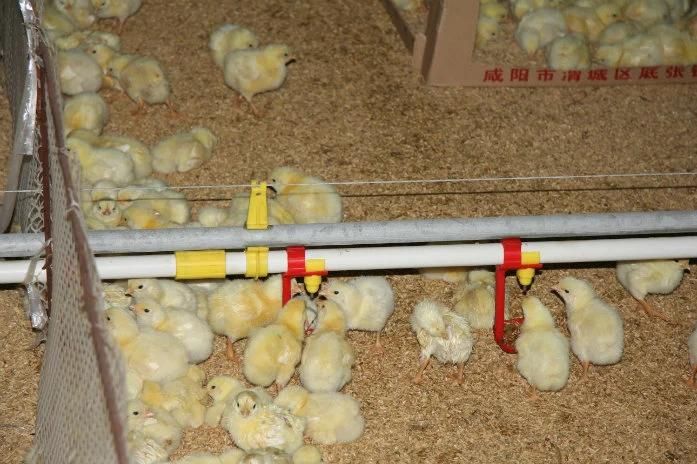 Manufacture Automatic Poultry Farm Nipple Drinker for Chicken/Layer/Broiler/Breeder Incubator