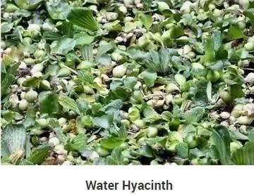 Water Hyacinth Water Plants Removing Machine for Water Surface Cleaning